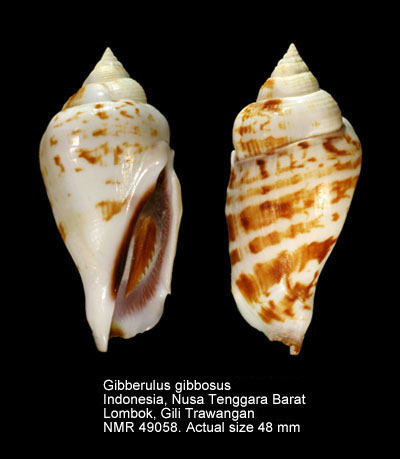 Gibberulus gibbosus.jpg - Gibberulus gibbosus (Röding,1798)